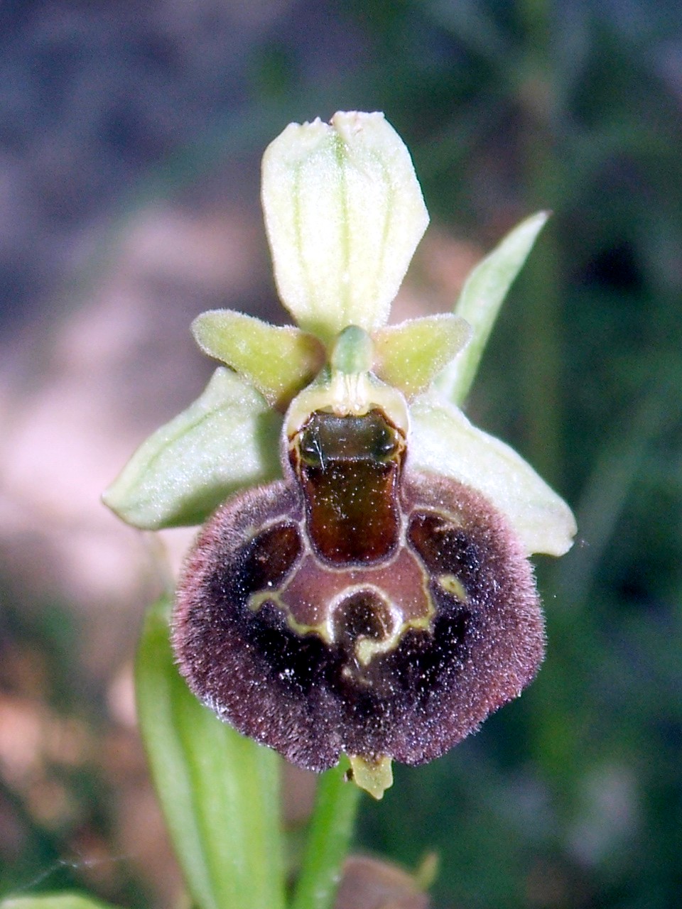 Ibrido: Ophrys biscutella x ??